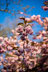 Cherry blossom on tree in Fog Lane Park, Manchester, UK