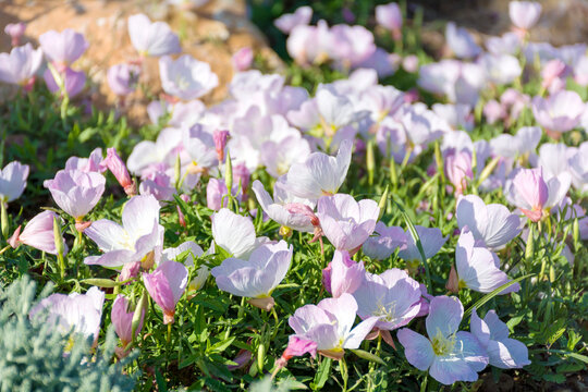 Blooming Pink Evening Primrose Flowers