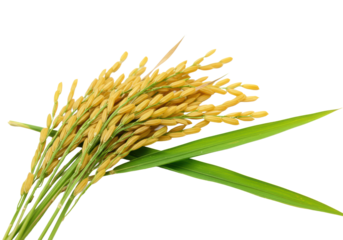 Ultra-close-up macro shot of mature rice stalks with plump, golden-yellow grains and an emerald green leaf with dew droplets, against a transparent background, concept of natural agricultural
