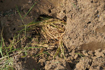 A view of rice stored in a rat hole