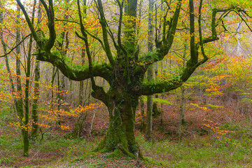 Autumn in Navarre. Beech forests in Sakana dressed in reds, ochres, and golds.