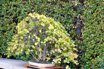 Beautiful bonsai tree displayed outdoors against a lush green backdrop during daylight