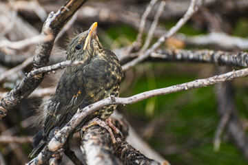 Close-up portrait of a small bird with bright black eyes and brown feathers, camouflaged in dry tree branches