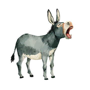 Braying Donkey Illustration Isolated on White Background.