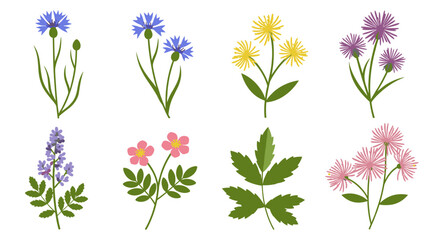 Collection of illustrated wildflowers and foliage, showcasing various colorful floral arrangements.