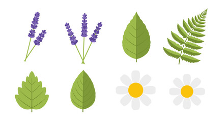 A collection of various botanical illustrations featuring lavender, mint leaves, a fern frond, and daisies.