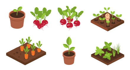 Isometric illustration showing the growth stages of various plants, including seedlings in pots, radishes, and carrots in garden beds.