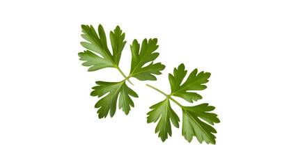 Fresh green parsley leaves isolated on transparent background