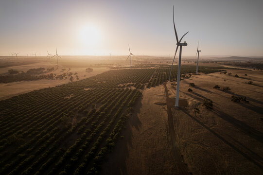 Aerial view of wind turbines standing tall against a golden sunset over neatly planted rows of trees, casting long shadows across the arid landscape, Dandaragan, Western Australia, Australia.