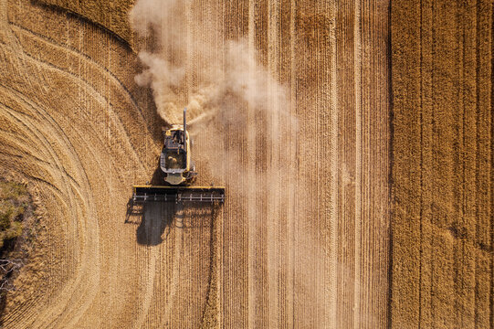 Aerial view of a combine harvester kicking up dust as it cuts through golden wheat fields, creating patterns of light and shadow, Dandaragan, Western Australia, Australia.