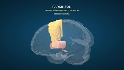 Parkinson Brain  Basal Ganglia Neural Function on Transparent Background