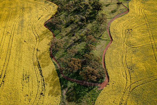 Aerial view of golden canola fields embracing a verdant forest, separated by a winding red path, a tapestry of nature's vibrant contrasts, York, Western Australia, Australia.