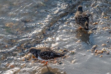 turnstones areneria interpres in the sea on a pebble beach