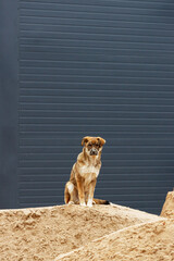 A mongrel dog sits on a pile of sand against a dark fence