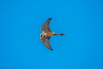 kestrel a bird of prey species belonging to the kestrel group of the falcon family hovering in a blue sky