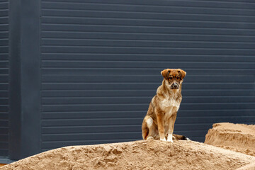 A mongrel dog sits on a pile of sand against a dark fence