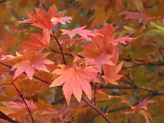 赤色のオオモミジの葉のクローズアップ