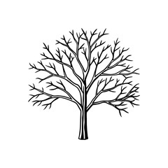 Tree branches without leaves a detailed illustration of a deciduous tree in winter showcasing its intricate network of limbs and twigs isolated on white background isolated on transparent background