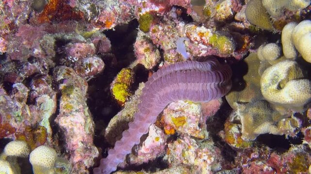 Feeding Magnum Sea cucumber - Euapta Godeffroyi, during night. Sea cucumber searches for food with its tentacles in the coral reef. Seabed hosts sea worm Apodida with scientific name Echinodermata
