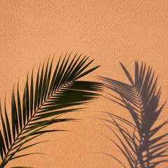 Sunset Palm Shadow