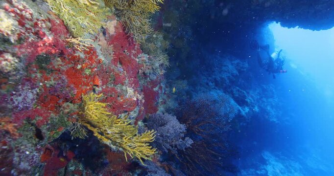 Scuba divers swimming between corals at coral reef and study underwater life. Diving instructor teaches students. Underwater scuba diving education and training. Underwater tourism during vacation