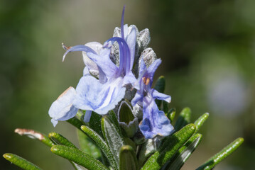 The delicate beauty of rosemary flowers, showcasing their unique structure, color, and texture against a soft, blurred background