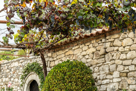 Weinranken und blauer Traubenhang &uuml;ber Gartenmauer, Berat, Bezirk Berat, Albanien