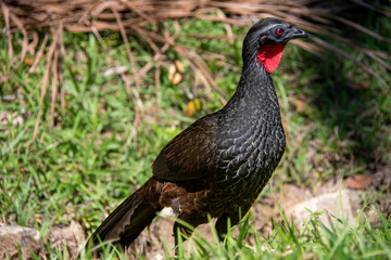Penelope is a large South American bird with a long tail and dark, scaled plumage. Known as the guan in Brazil, it is vital for seed dispersal.