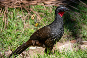 Penelope is a large South American bird with a long tail and dark, scaled plumage. Known as the guan in Brazil, it is vital for seed dispersal.