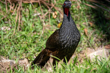 Penelope is a large South American bird with a long tail and dark, scaled plumage. Known as the guan in Brazil, it is vital for seed dispersal.