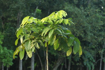 Young Rubber Tree Close-up of lush green leaves, a symbol of growth and the beginning of a vibrant life in nature IMG_4540
