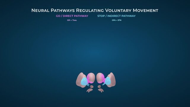 Healthy Brain Basal Ganglia Direct Pathway Activity on Solid Blue Background