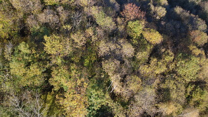 Colorati alberi autunnali visti dall'alto