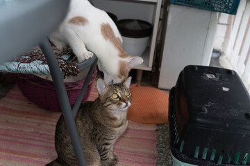 Two cats playing at home