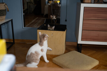 Two cats playing at home