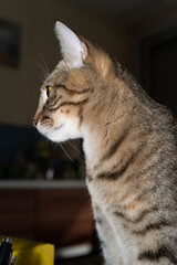 Side portrait of a cat