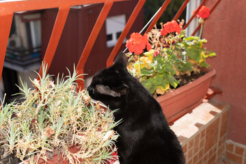 Curious black cat pet wants to eat home plants on a terrace