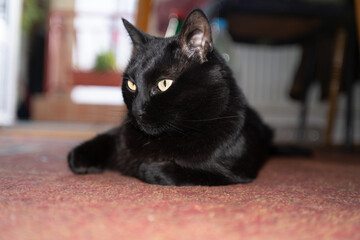 Adorable black cat pet lying on the carpet portrait