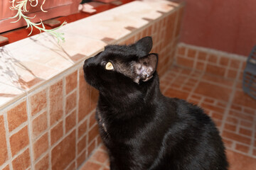 Curious black cat pet wants to eat home plants on a terrace