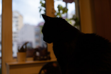 Side portrait of a black cat looking through the window