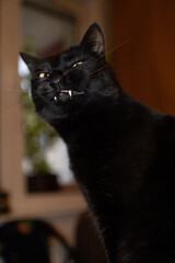 Portrait of a black cat a spooky face expression portrait