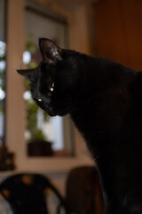 Black cat closeup headshot portrait by the window