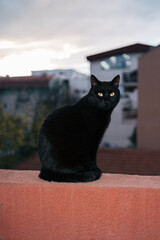 Black cat on the terrace portrait