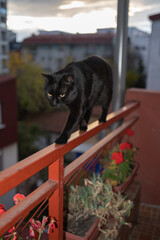 A black cat on the fence is walking