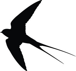 Silhouette of swallow bird flying with open wings against white background in artistic style