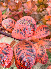 autumn leaves in the garden