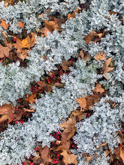dry leaves on a flower bed