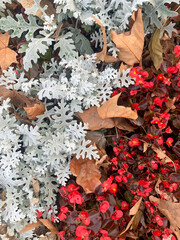 autumn leaves, fall season flora