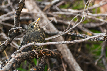 Close-up portrait of a small bird with bright black eyes and brown feathers, camouflaged in dry tree branches