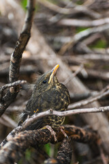 Close-up portrait of a small bird with bright black eyes and brown feathers, camouflaged in dry tree branches
